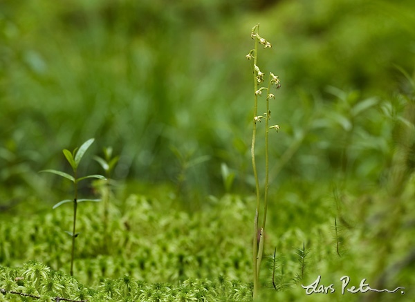 Coralroot Orchid